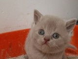 Majestueux chatons British Shorthair LOOF disponibles dès juin 2022 : trois femelles et deux mâles