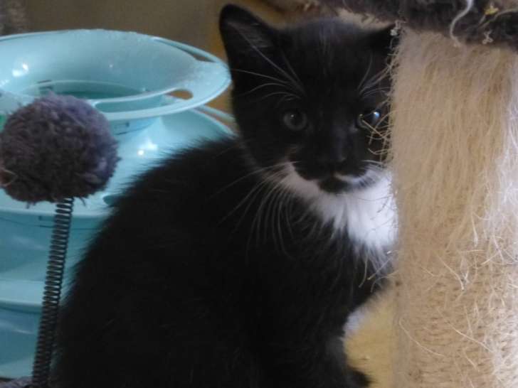Tian, adorable chaton mâle à l'adoption