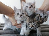 Chatons British Shorthair à vendre (4 Femelles)