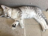 Chatons British Shorthair à vendre (4 Femelles)