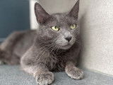 Sublime chatte adulte type Européen non LOOF mérite une famille aimante