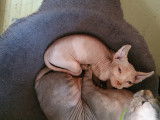 Chatons Sphynx à vendre