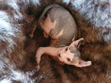 Chatons Sphynx à vendre