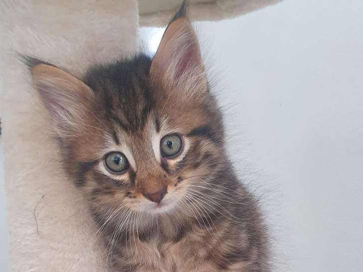 Flash, magnifique chaton mâle de 3 semaines à l'adoption