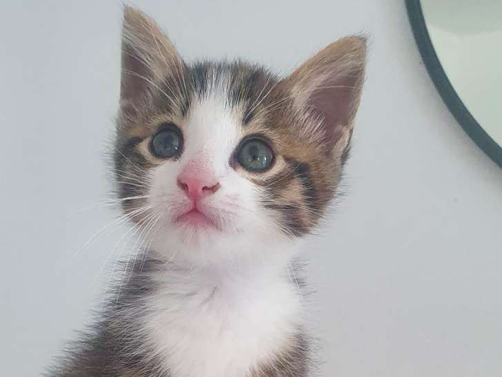 Pablo, magnifique chaton mâle 3 de semaines à l'adoption