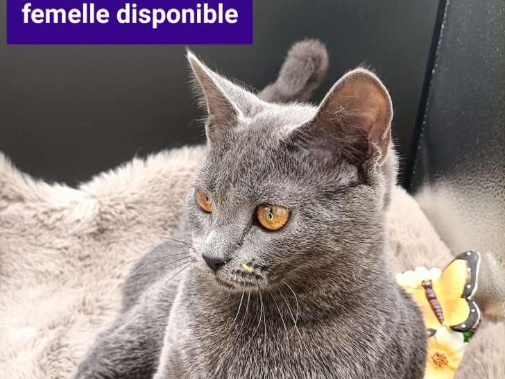 Chaton Chartreux LOOF disponible