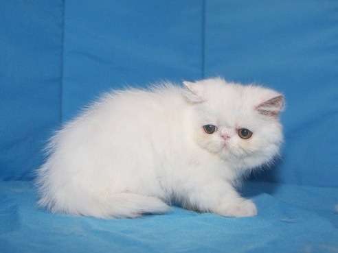 Gracieux chatons Exotic Shorthair non LOOF disponibles courant juin 2022