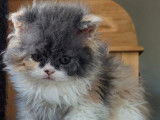 Sublime chaton femelle Selkirk Rex pedigree LOOF à retenir pour juillet 2022