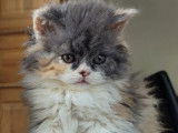 Sublime chaton femelle Selkirk Rex pedigree LOOF à retenir pour juillet 2022