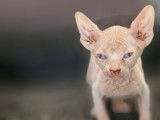 Rares chatons Sphynx mâles LOOF à réserver pour juillet 2022