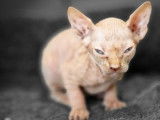 Rares chatons Sphynx mâles LOOF à réserver pour juillet 2022