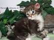 Magnifiques chatons Maine Coon LOOF à retenir pour fin juillet 2022 : une femelle et quatre mâles