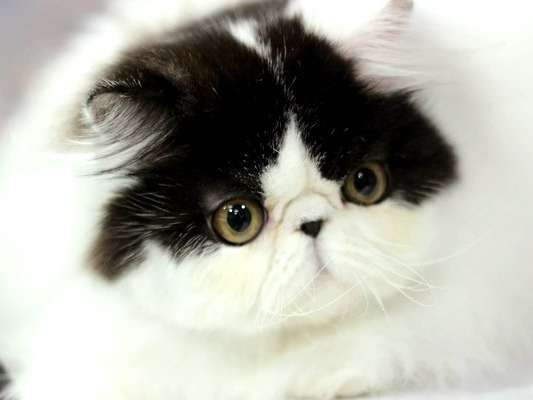 Adorable chat adulte Persan pedigree FCA disponible