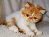 Chaton de race Exotic Shorthair mâle à vendre