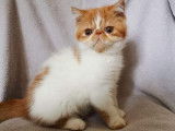 Chaton de race Exotic Shorthair mâle à vendre