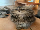 Chatons Persan non LOOF à vendre