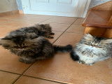Chatons Persan non LOOF à vendre