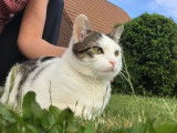 Ravissante chatte adulte type Européen non LOOF en quête d’une famille aimante