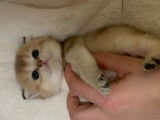 Chatons de race British Shorthair à vendre (2 femelles & 1 mâle)