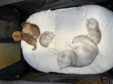 Chatons de race British Shorthair à vendre (2 femelles & 1 mâle)
