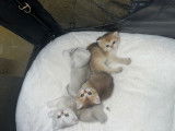 Chatons de race British Shorthair à vendre (2 femelles & 1 mâle)