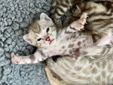 Chatons Bengal F8 au look sauvage et au ventre blanc!
