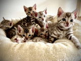 Chatons Bengal F8 au look sauvage et au ventre blanc!