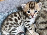 Chatons Bengal F8 au look sauvage et au ventre blanc!