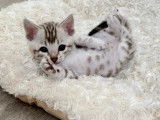 Chatons Bengal F8 au look sauvage et au ventre blanc!
