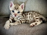 Chatons Bengal F8 au look sauvage et au ventre blanc!