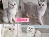Chaton type Scottish Fold