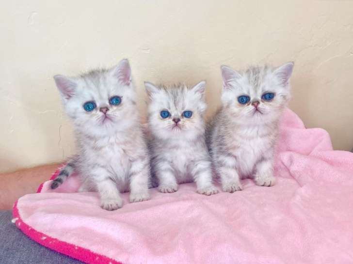 3 chatons Exotic Shorthairs silver shaded LOOF à acheter