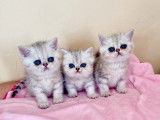 3 chatons Exotic Shorthairs silver shaded LOOF à acheter