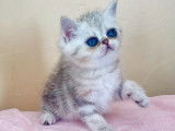 3 chatons Exotic Shorthairs silver shaded LOOF à acheter
