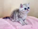 3 chatons Exotic Shorthairs silver shaded LOOF à acheter