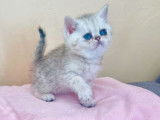 3 chatons Exotic Shorthairs silver shaded LOOF à acheter