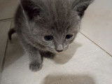 2 chatonnes Chartreux LOOF bleues disponibles