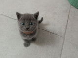 2 chatonnes Chartreux LOOF bleues disponibles