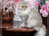 Une chatte British Longhair LOOF d'un an au pelage lilac golden shell à céder