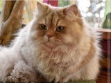 Une chatte British Longhair LOOF d'un an au pelage lilac golden shell à céder
