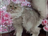 Une chatte British Longhair LOOF d'un an au pelage lilac golden shell à céder