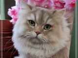 Une chatte British Longhair LOOF d'un an au pelage lilac golden shell à céder