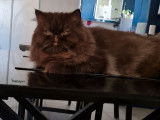 Un chaton Persan chocolat LOOF &agrave; c&eacute;der