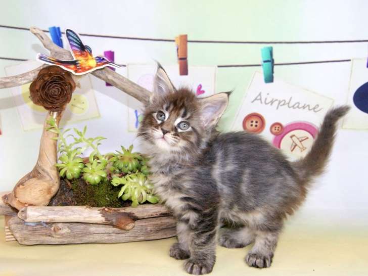 3 chatons Maine Coons LOOF à vendre