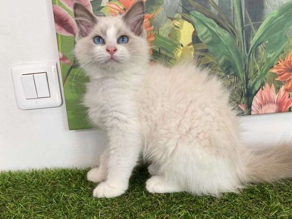Un chaton mâle Ragdoll LOOF blanc à vendre