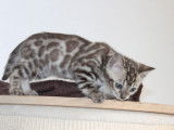&Agrave; r&eacute;server 6 chatons Bengals LOOF, 4 femelles et 2 m&acirc;les