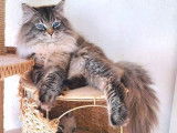 2 chatons Sib&eacute;riens LOOF disponibles &agrave; la r&eacute;servation