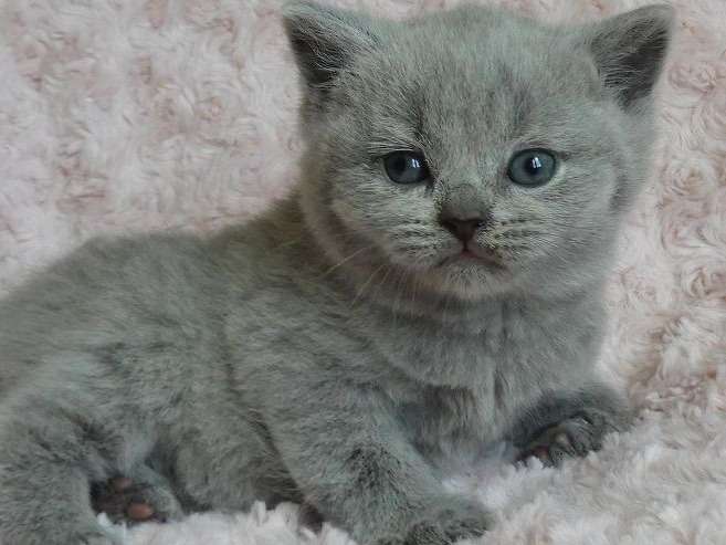4 chatons British Shorthairs mâles LOOF à réserver bleu ou crème