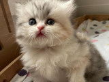 À réserver : une chatonne Scottish à poil long LOOF