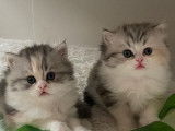 2 chatons British Longhairs LOOF disponibles à la réservation